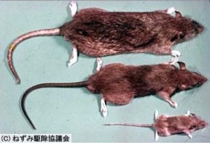 ネズミの大きさ比較